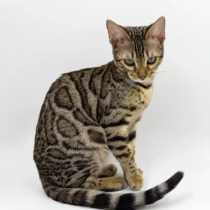 Caren – Hembra Bengal
