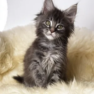 Credo – Macho Maine Coon