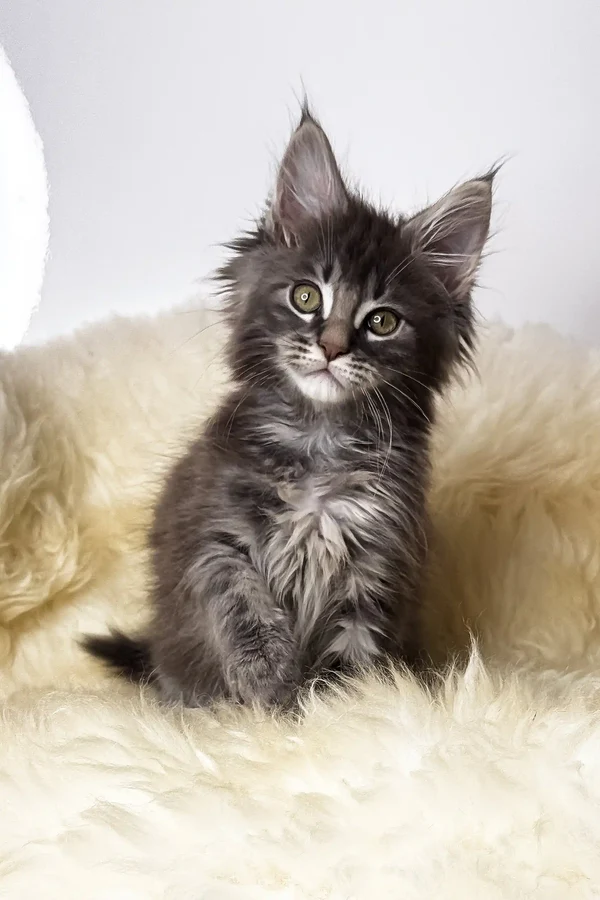 Credo – Macho Maine Coon