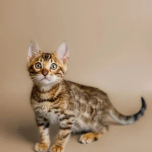 Cutie – Hembra Bengal