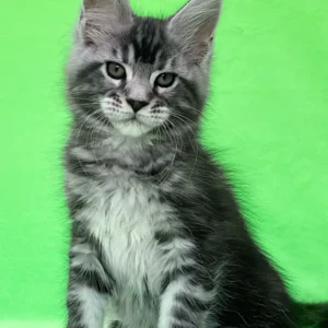 dexter – macho maine coon