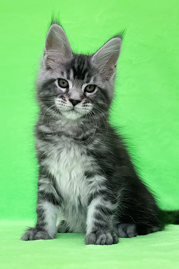dexter – macho maine coon dexter – macho maine coon