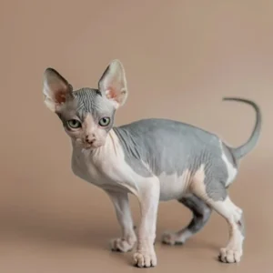 Feast – Hembra Sphynx