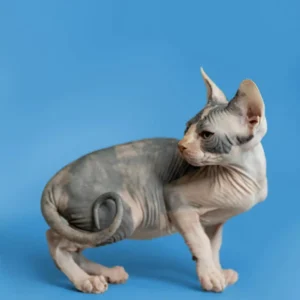Fiona – Hembra Sphynx
