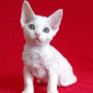 flash – macho devon rex