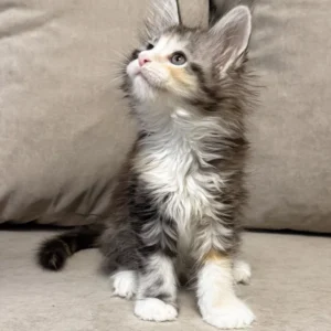 Fran – Hembra Maine Coon