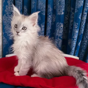 genny – hembra maine coon