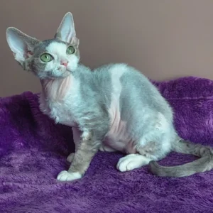 Hank – Macho Devon Rex