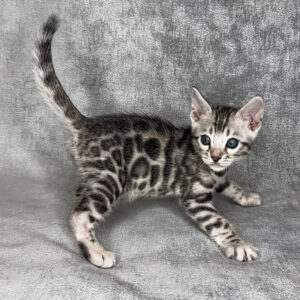 Harlye – Macho Bengal