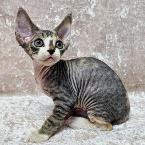 hermione – hembra devon rex