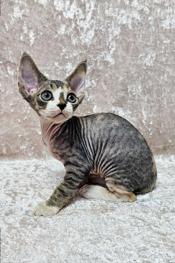 hermione – hembra devon rex hermione – hembra devon rex