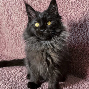 Ilona – Hembra Maine Coon