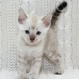 Isberg – Macho Bengal