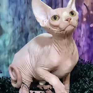 Jacky – Macho Sphynx