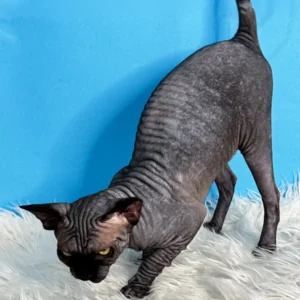 Joker – Macho Sphynx