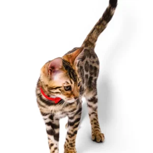 Karina – Hembra Bengal