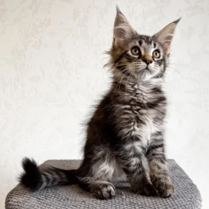 Laika – Hembra Maine Coon
