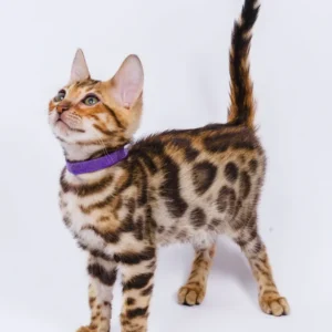 Lucas – Macho Bengal