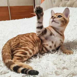 Lucky – Macho Bengal