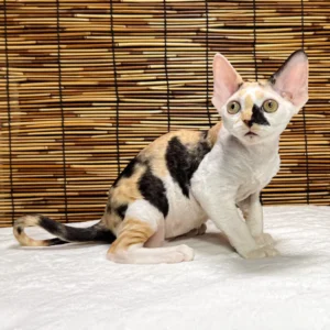 Lucky – Macho Devon Rex