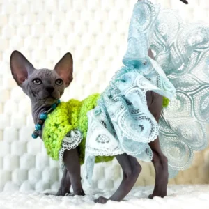 Margo – Hembra Sphynx