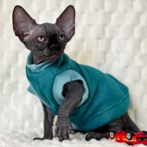 marsel – macho sphynx