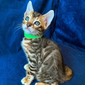 Melvyn – Hembra Bengal