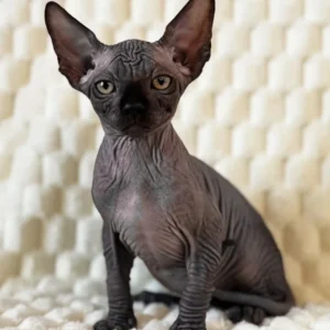 Mercury – Hembra Sphynx