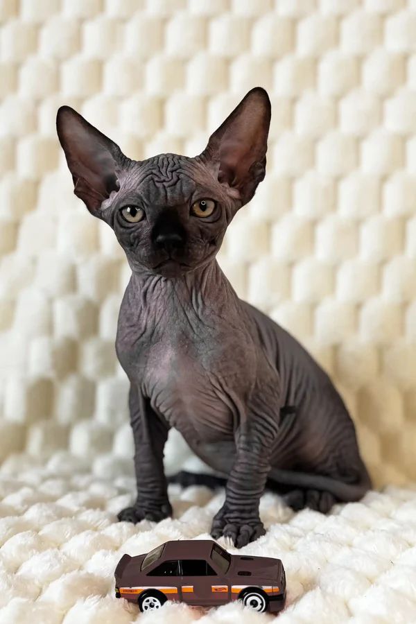 Mercury – Hembra Sphynx