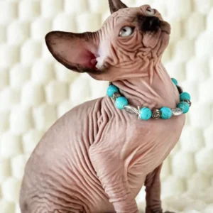Mery – Hembra Sphynx