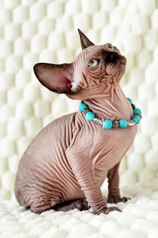 Mery – Hembra Sphynx