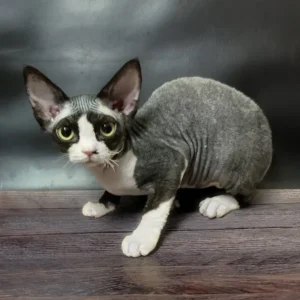 Milena – Hembra Devon Rex