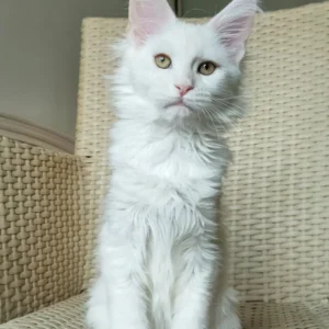 Nice – hembra maine coon