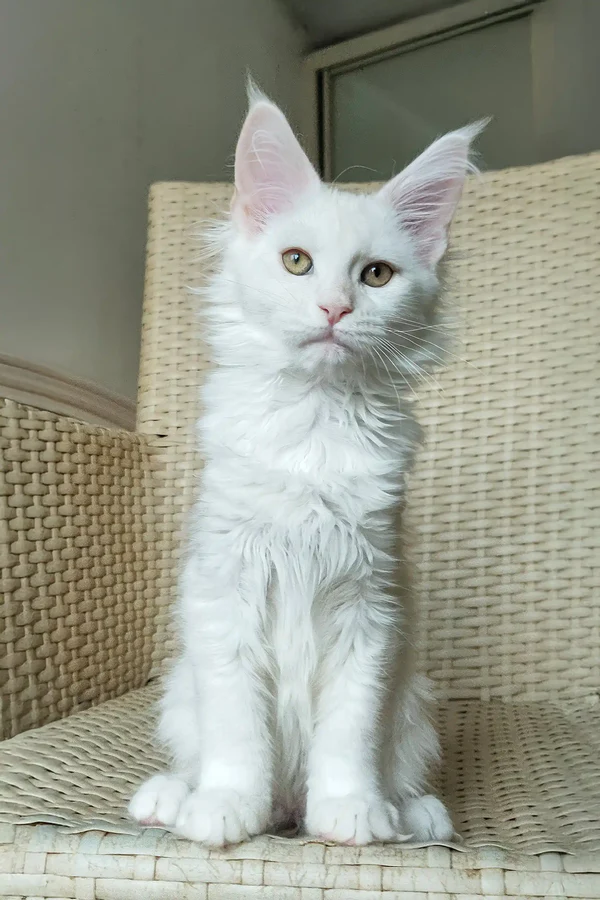 Nice – hembra maine coon Nice – hembra maine coon