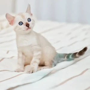 fiona – hembra bengal