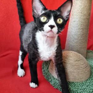 Oda – Hembra Devon Rex