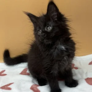 Roxana – Hembra Maine Coon