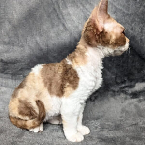 Ruta – Hembra Devon Rex