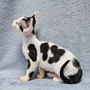 Sabina – Hembra Devon Rex