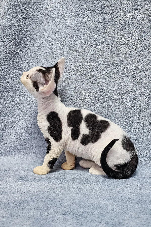 Sabina – Hembra Devon Rex