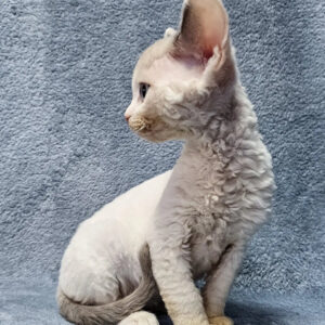 Sabrina – Hembra Devon Rex