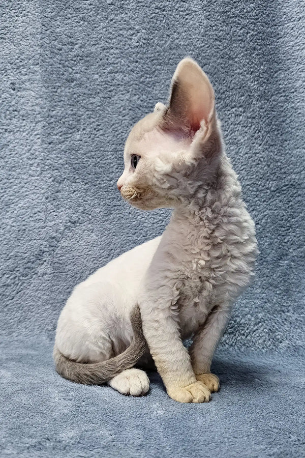 Sabrina – Hembra Devon Rex