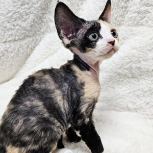 Scarlett – Macho Devon Rex