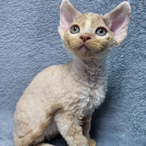 Simba – Macho Devon Rex