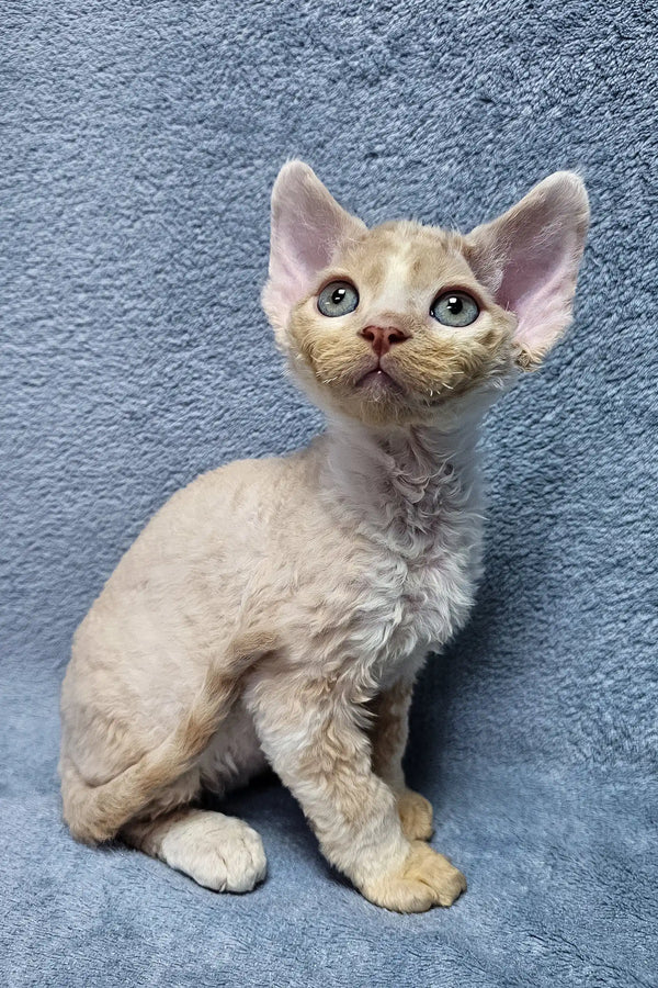 Simba – Macho Devon Rex