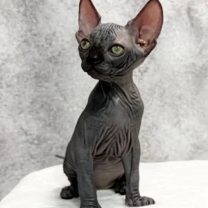 Tristan – Macho Sphynx