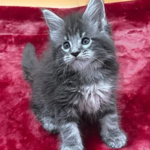Vatan – Macho Maine Coon