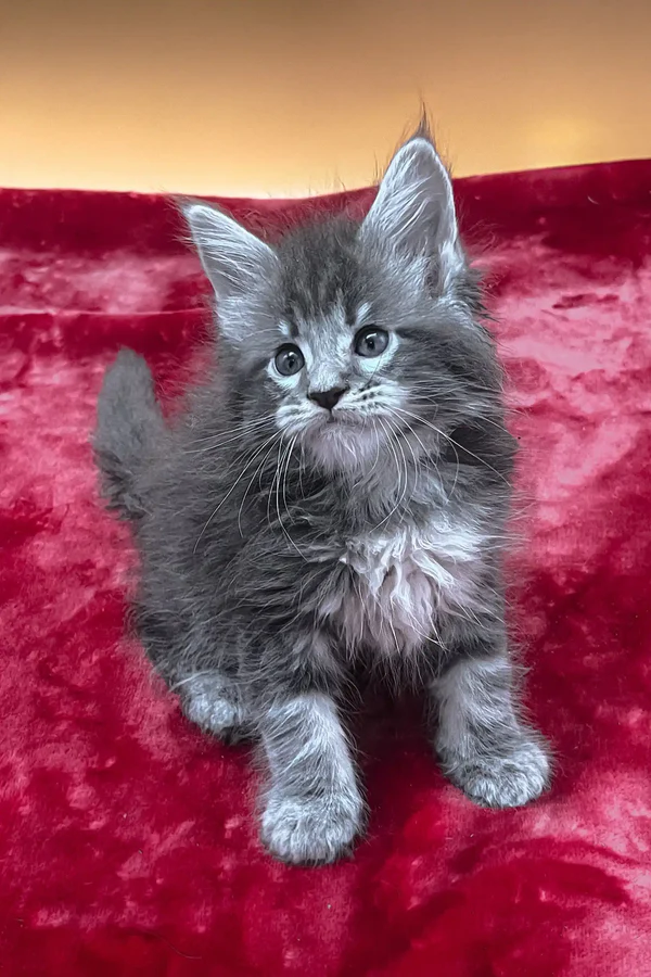Vatan – Macho Maine Coon