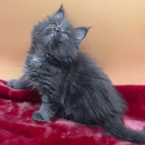 Viva – Hembra Maine Coon