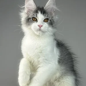 Marner – Macho Maine Coon